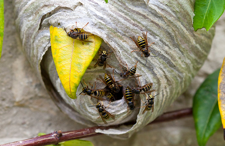 Nest no more – how to handle a wasp infestation