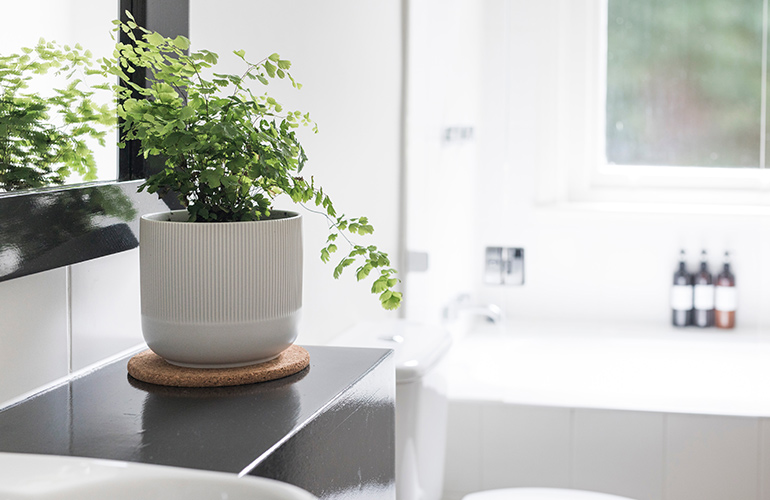 Plants for the bathroom