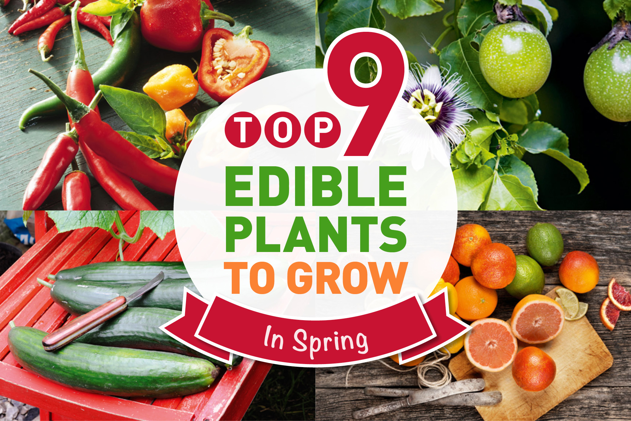 Top 9 Edible Plants For Spring