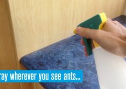 ants spray
