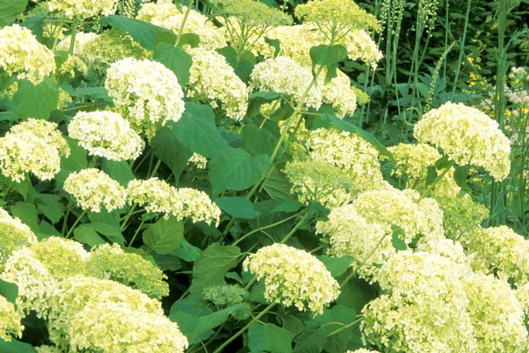 Growing Hydrangeas New Zealand Handyman Magazine
