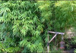 bamboo hedge