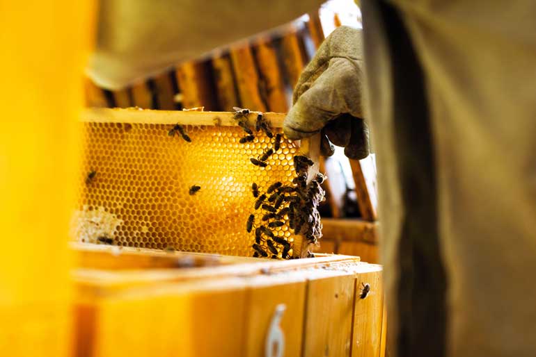 A Guide To Backyard Beekeeping