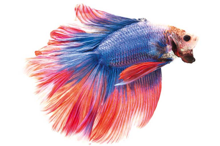 Bettas