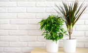 The Best Plants For Indoors