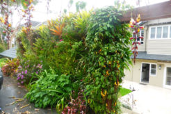 Beautiful Double-Sided Greenwall