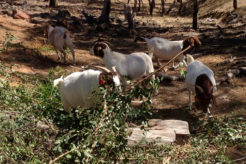 A small herd of Boer goats