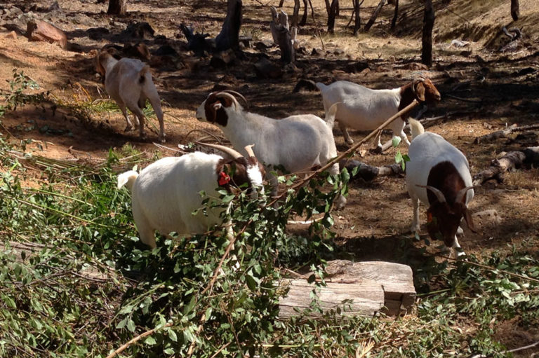 A small herd of Boer goats