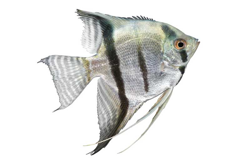 Cichlids