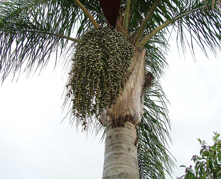 6. Cocos palm   