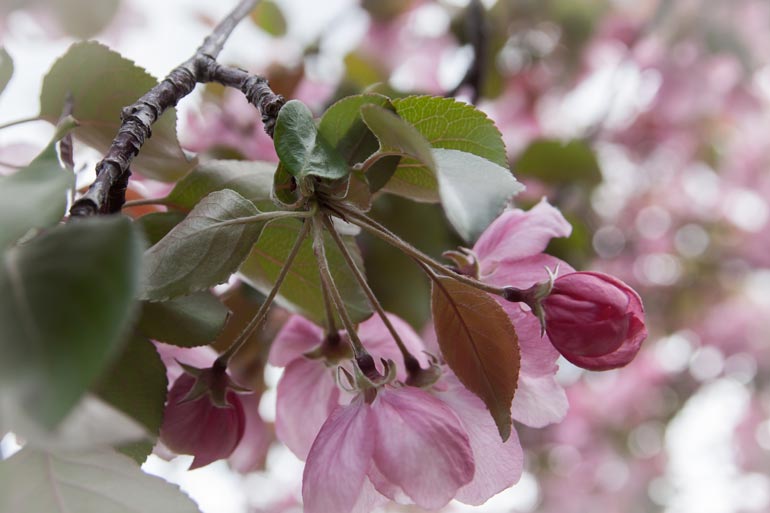 Crabapples 