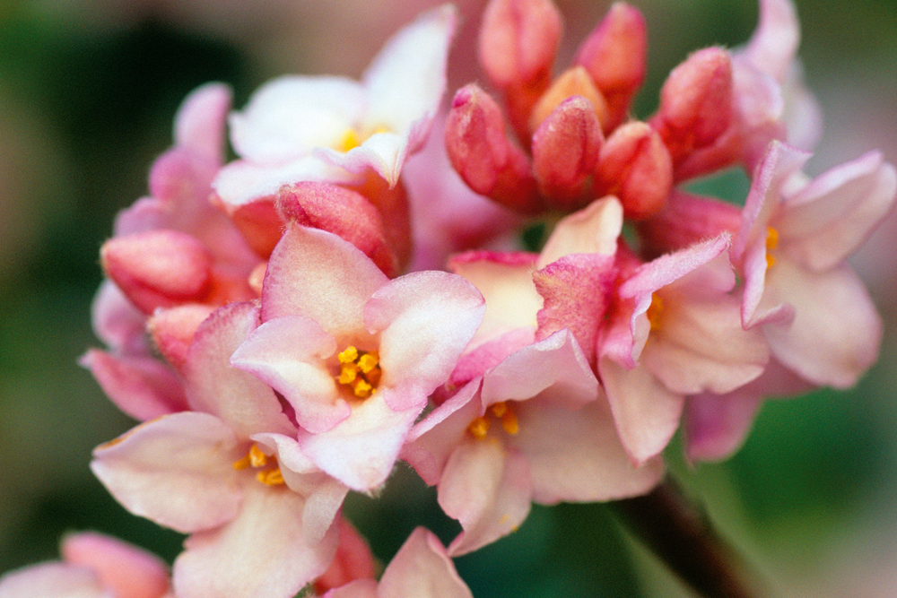 How To Grow Daphne, Handyman Magazine,