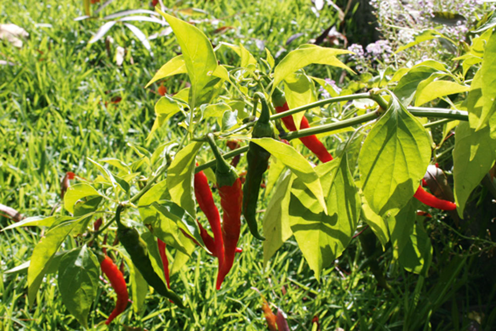 Chillies growing on a vine