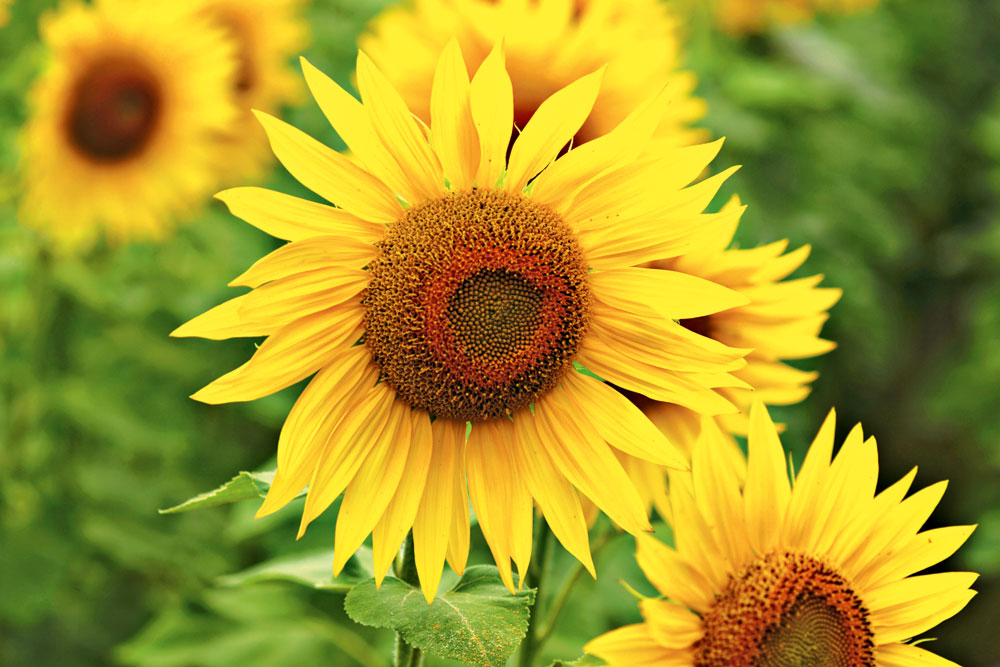 5 Facts About Sunflowers
