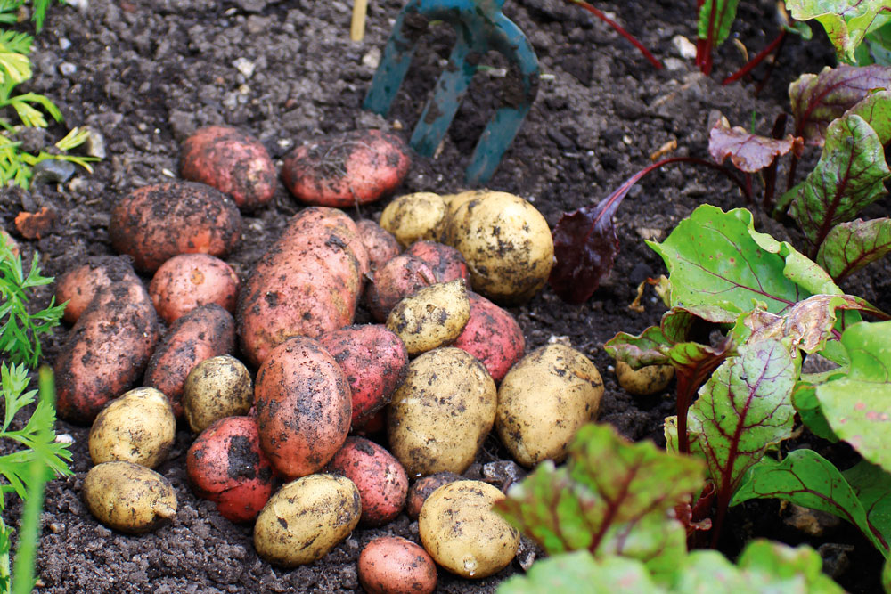 Growing potaotoes, potatoes dug out of the ground