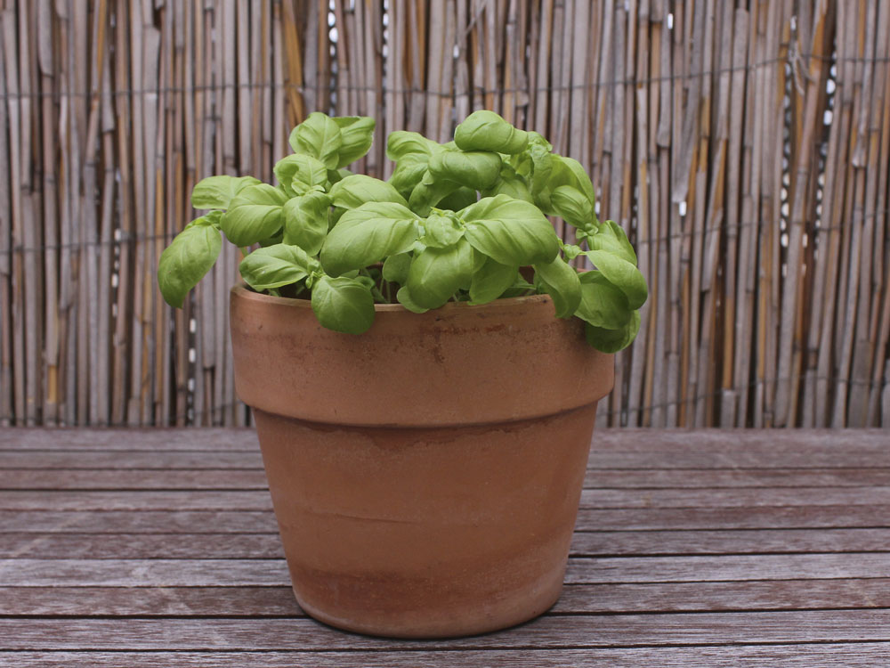 Basil growing in a terracotta pot