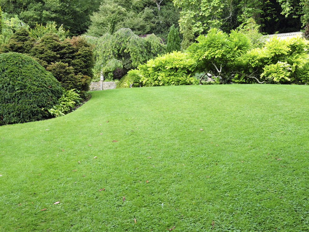 A smooth green lawn