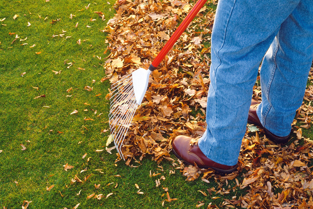 Man raking dead leaves off grass, Handyman magazine, Winter Lawn Care