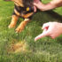 Treat Dog Spots On Grass 