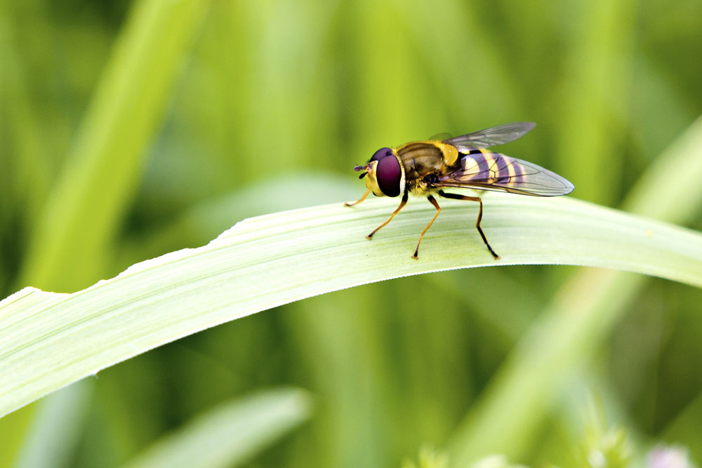 A hoverfly on a leaf