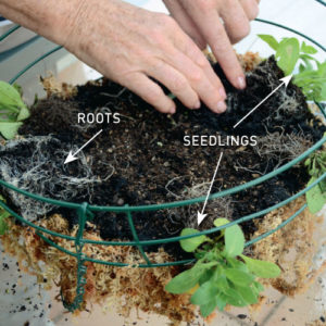 Step 4. Insert seedlings