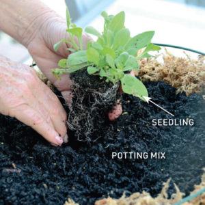 Step 5. Fill with potting mix 