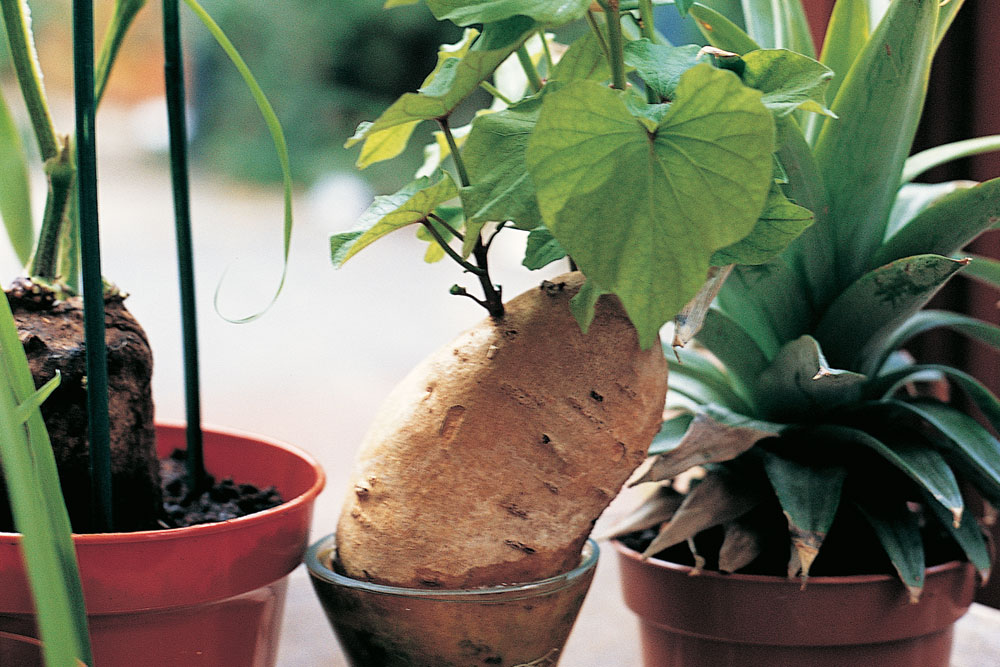 How To Regrow From Kitchen Scraps