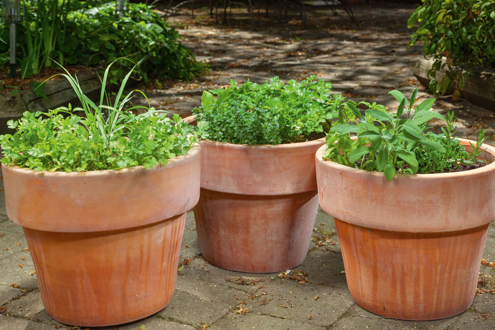 Grow International Herbs In Pots