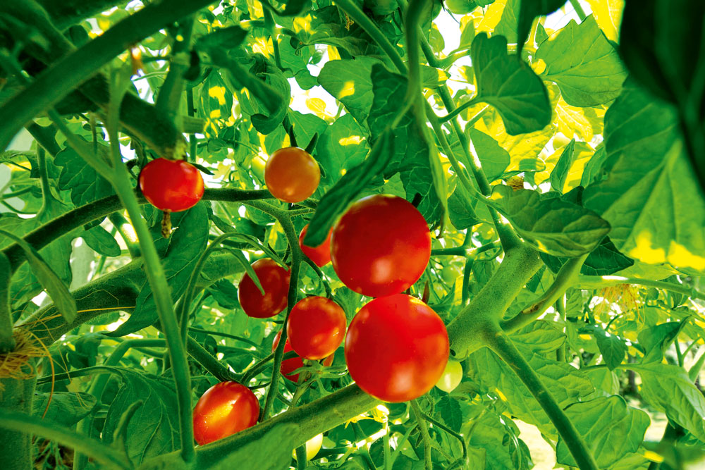 Tomatoes growing on a vine