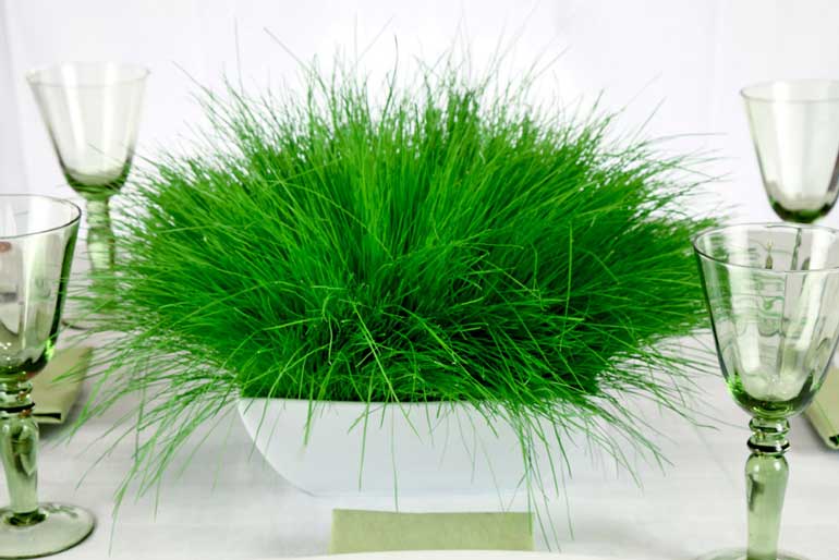 3. Grass 