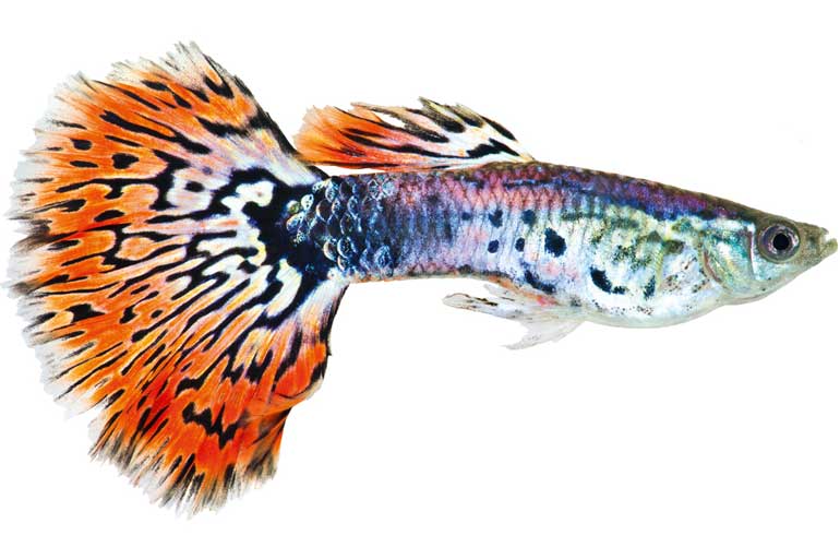 Guppies