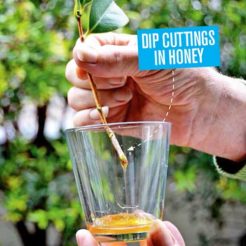 Handy tip dip plant cuttings in honey