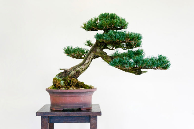 Japanese Black Pine Bonsai in a Terracotta Pot