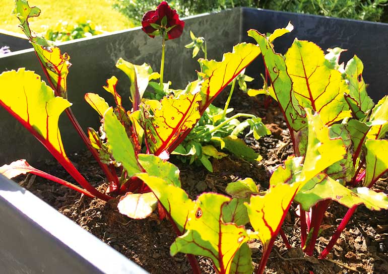 Growing winter herbs New Zealand Handyman Magazine