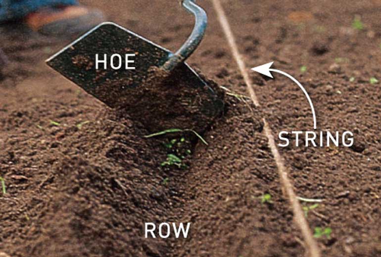 How to sow seeds in a drill