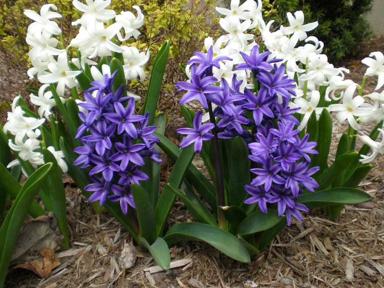 The Best Way To Plant Spring Bulbs