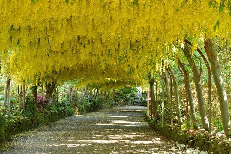 Grow stunning climbers