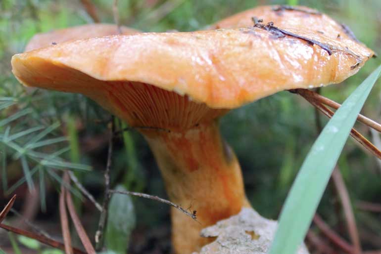 Wild mushrooms - Saffron Milk Caps