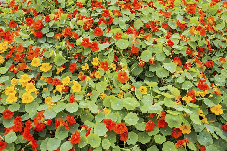 Nasturtium