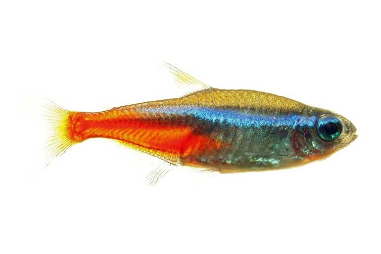 Neon Tetras
