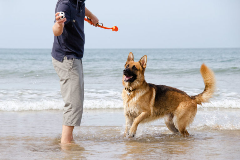 A dog playing in the sea with his owner