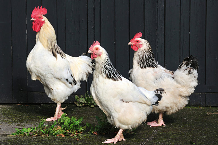 Sussex chickens in a group