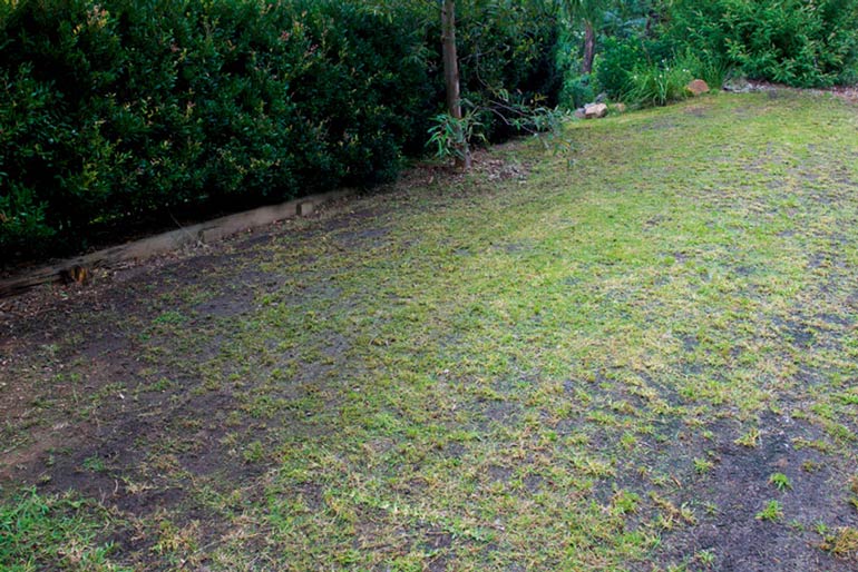 Replace the lawn 
