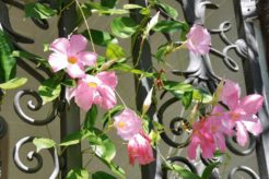 How To Grow Plants Over A Fence