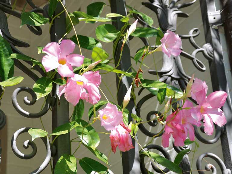 Pick the right plants - Ivy geranium 