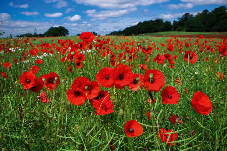 Grow picture perfect poppies