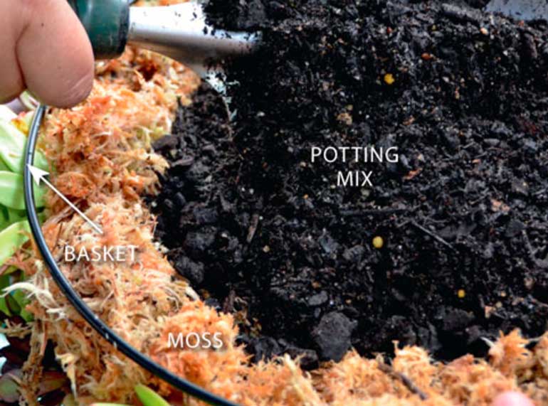 Step 2. Add the potting mix