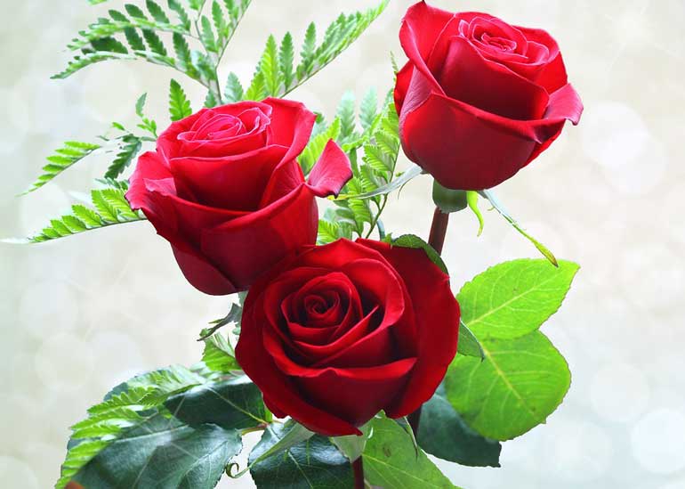 How To Grow Roses Organically