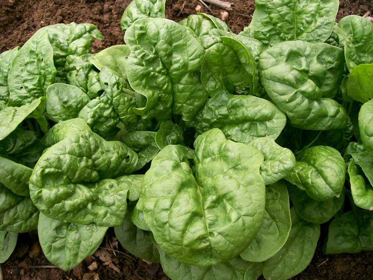 Choose a spinach variety  