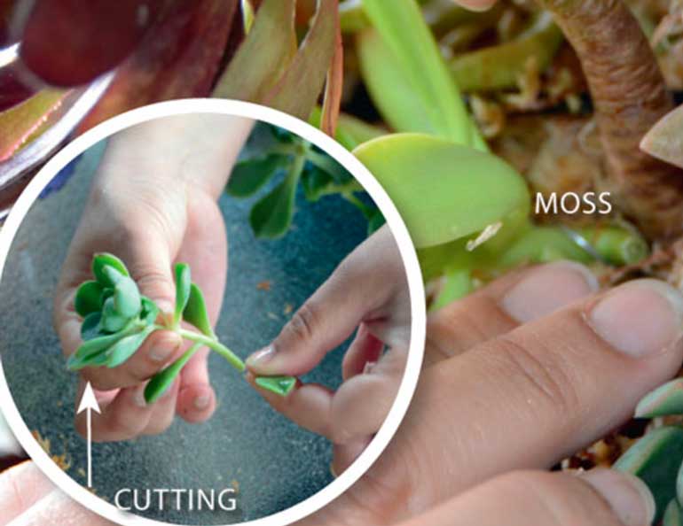 Step 1. Plant the cuttings